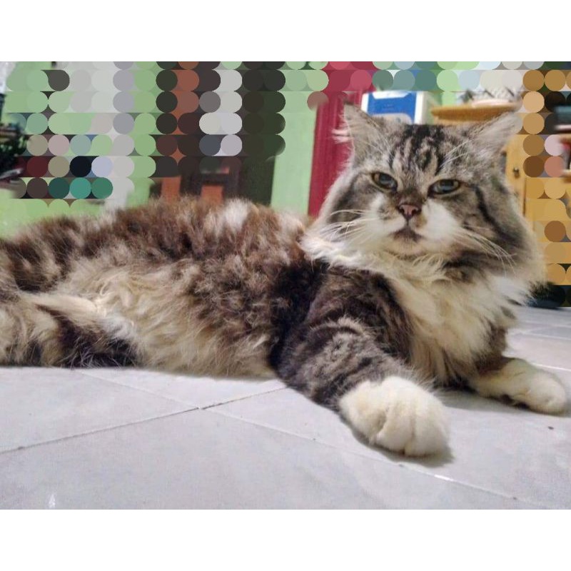 kucing Mix Mainecoon