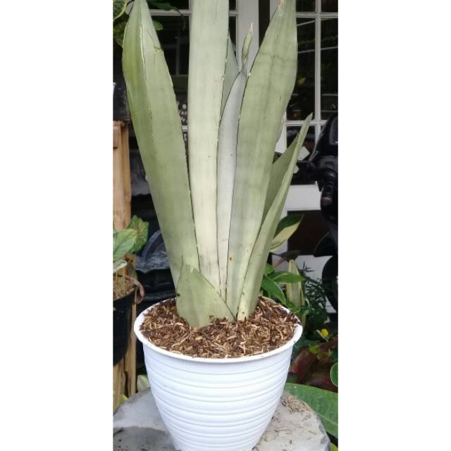 tanaman hias sanseviera moonshine