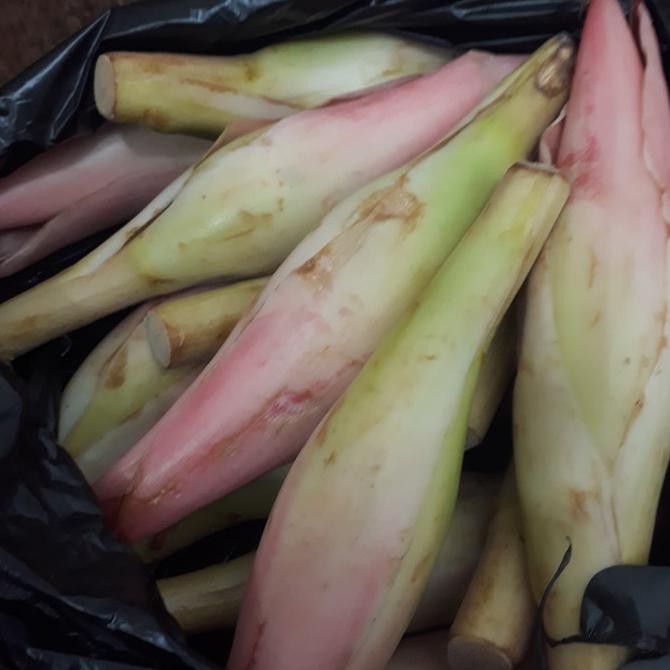 

kecombrang / kincong / kencong / honje