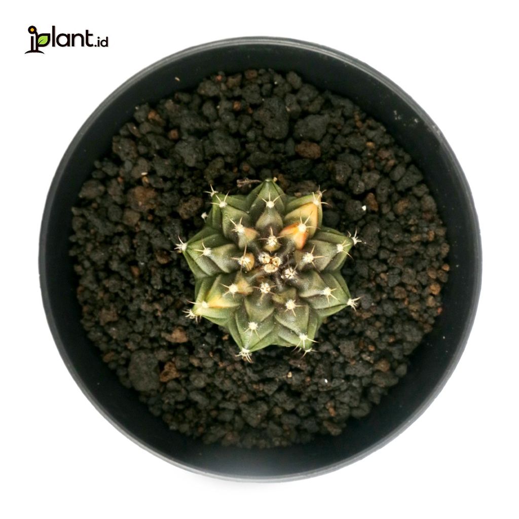 Kaktus Miha Orange Variegata