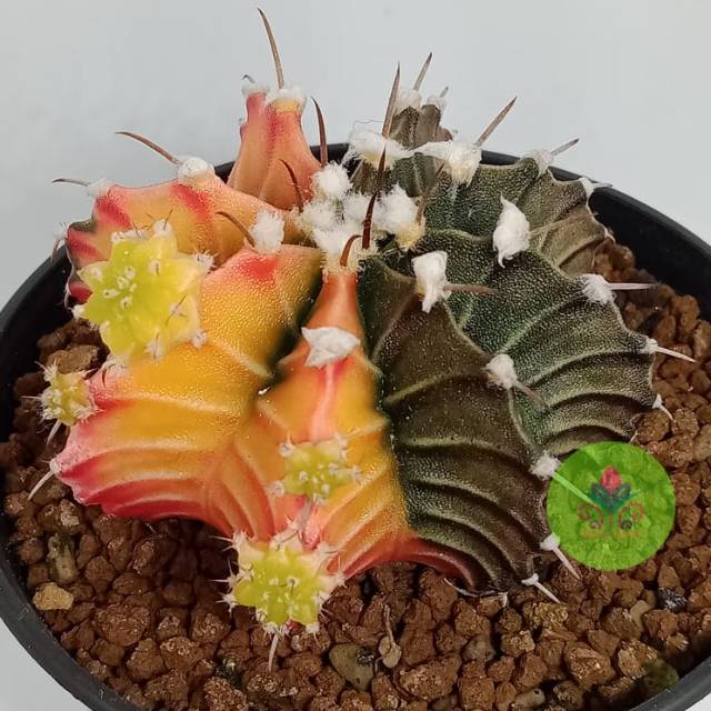 LB Hybrid Varigata single spine