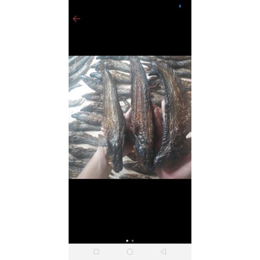 

salai lais ukuran jumbo ½kg