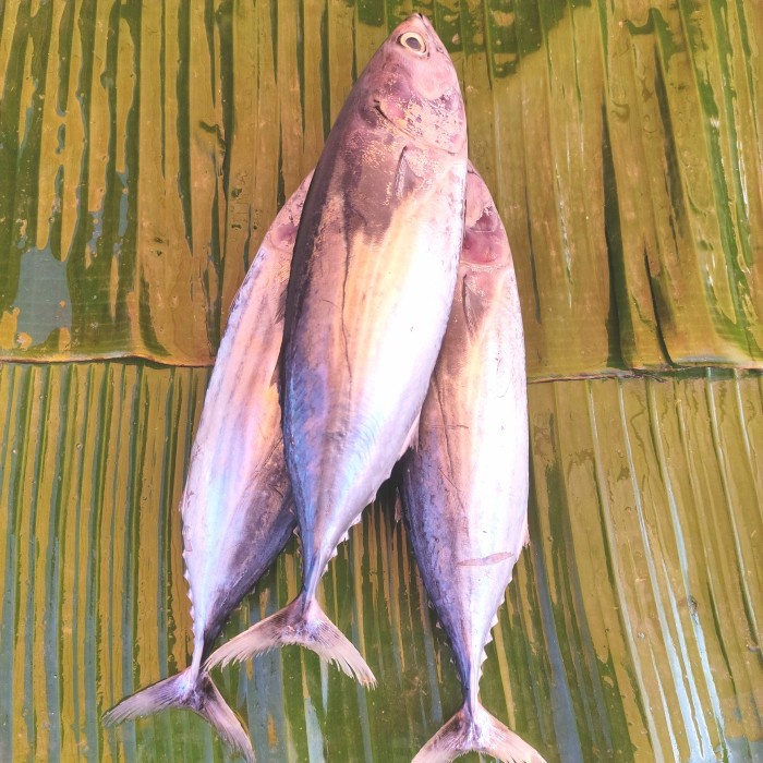 

ikan cakalang besar pasar online makassar