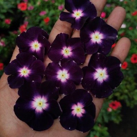 vinca tegak ningrum