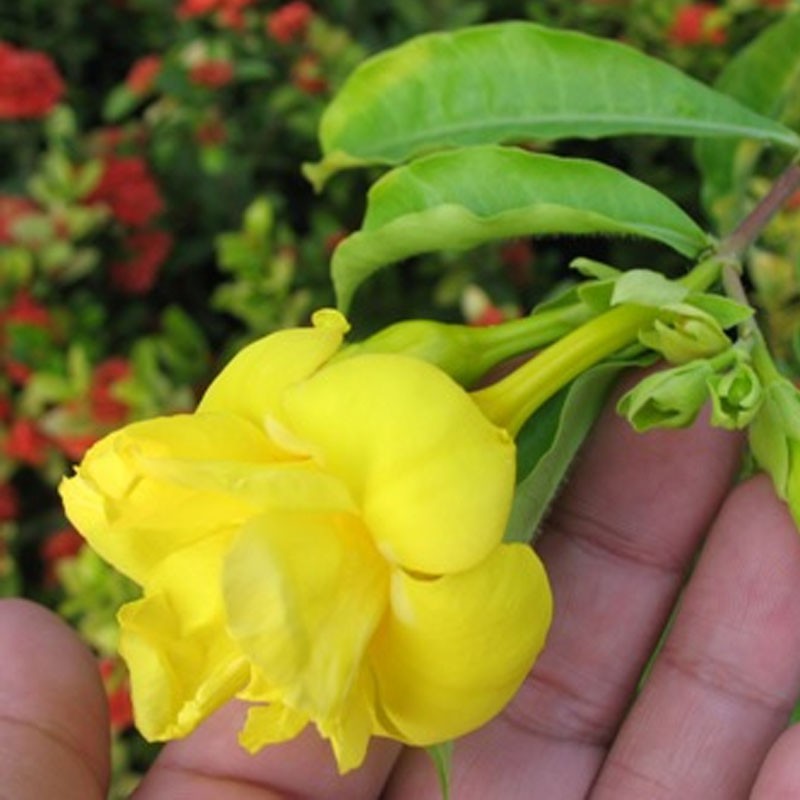 Tanaman Hias Allamanda Williamsii