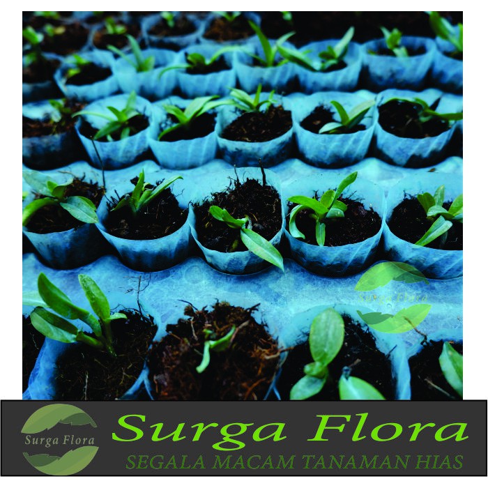 Bibit Tanaman Hias Anggrek Cattleya Seedling - Tanaman Anggrek Hias