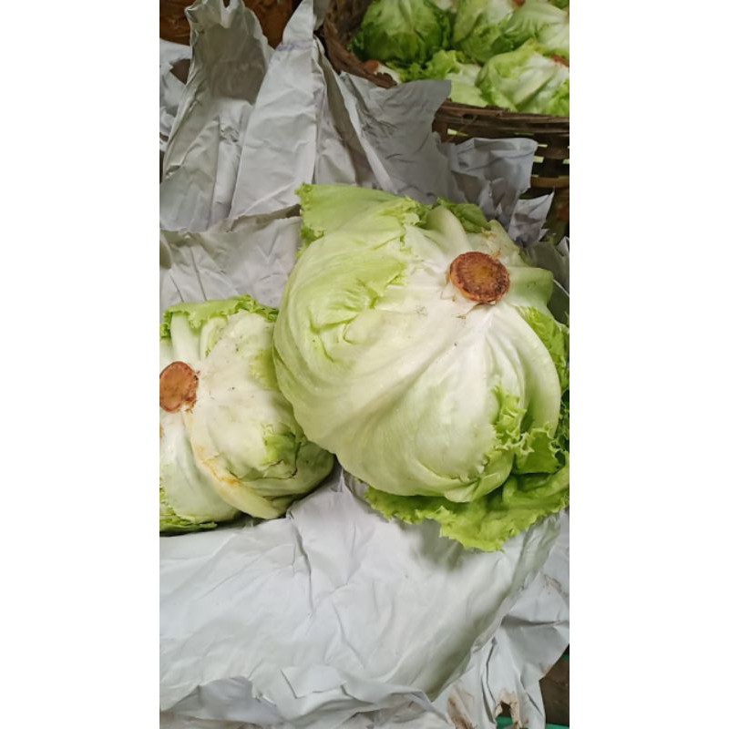 

Sayuran letuce segar