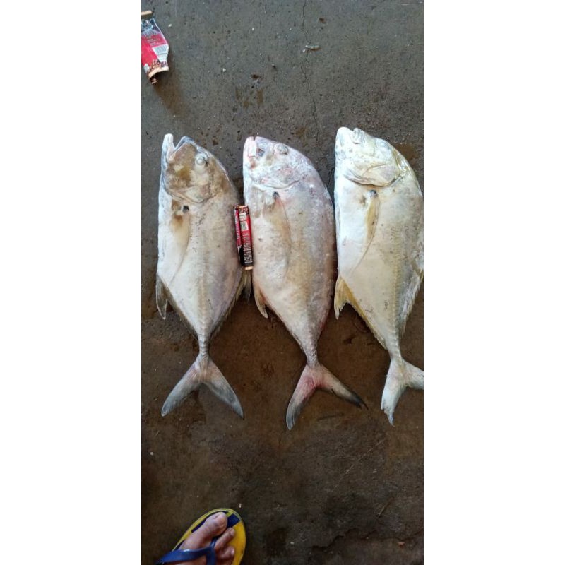 

ikan kuwe