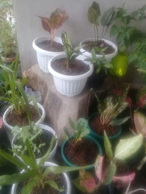 Tanaman Hias Murah 4 Aglonema/paket Aglaonema Hemat Aglo Donacarmen Lipstick Snow White Rotundum