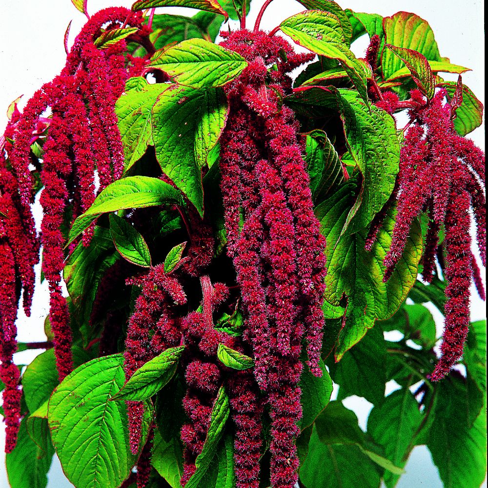 Benih Bibit Biji - Bunga Love Lies Bleeding Amaranthus caudatus Red Kastoyan Flower Seeds - IMPORT