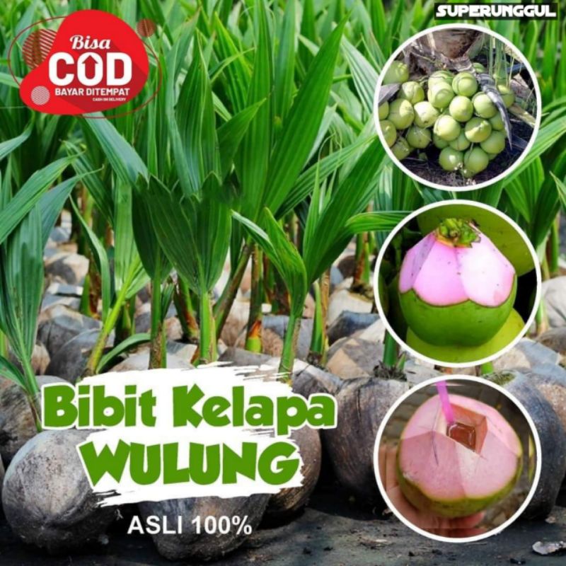 Bibit Kelapa Wulung Asli Bisa Cod