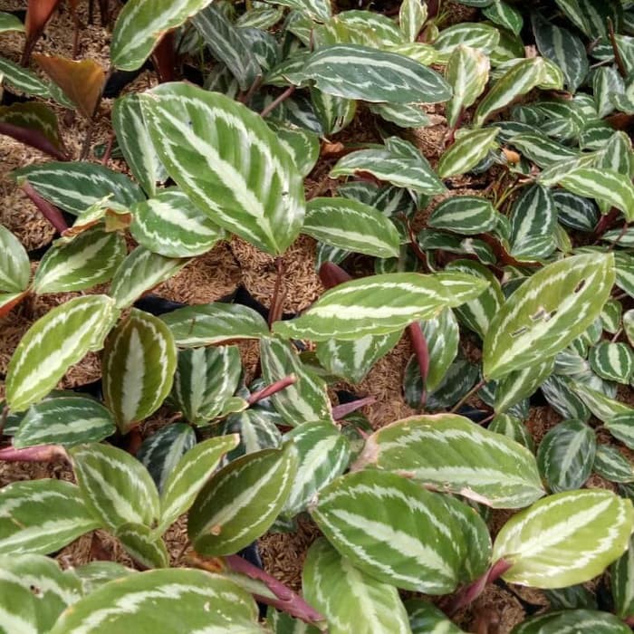 tanaman hias calathea silver back