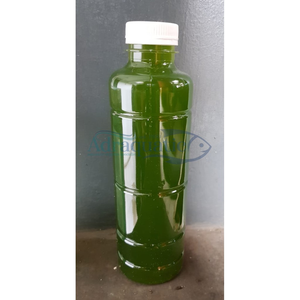 GREEN WATER BOTOL 330ML CHLORELLA PHYTOPLANKTON PAKAN