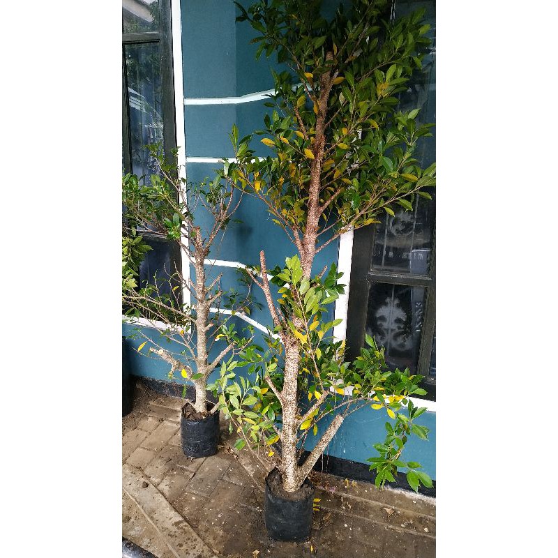 RUMAH FICUS - BABON / INDUKAN JUMBO CANGKOK KIMENG