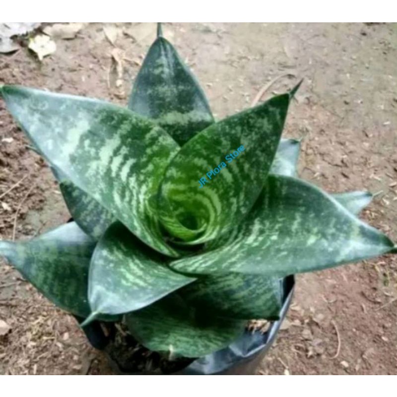 Tanaman hias Sensipera Kodok kodokan/tanaman hias sensipera Beby