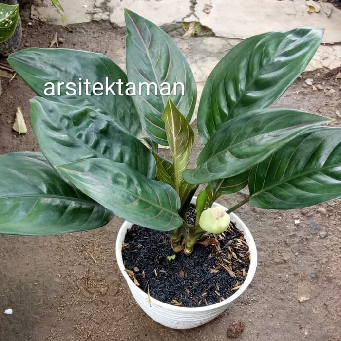tanaman hias aglonema rotundum - aglonema rotundum