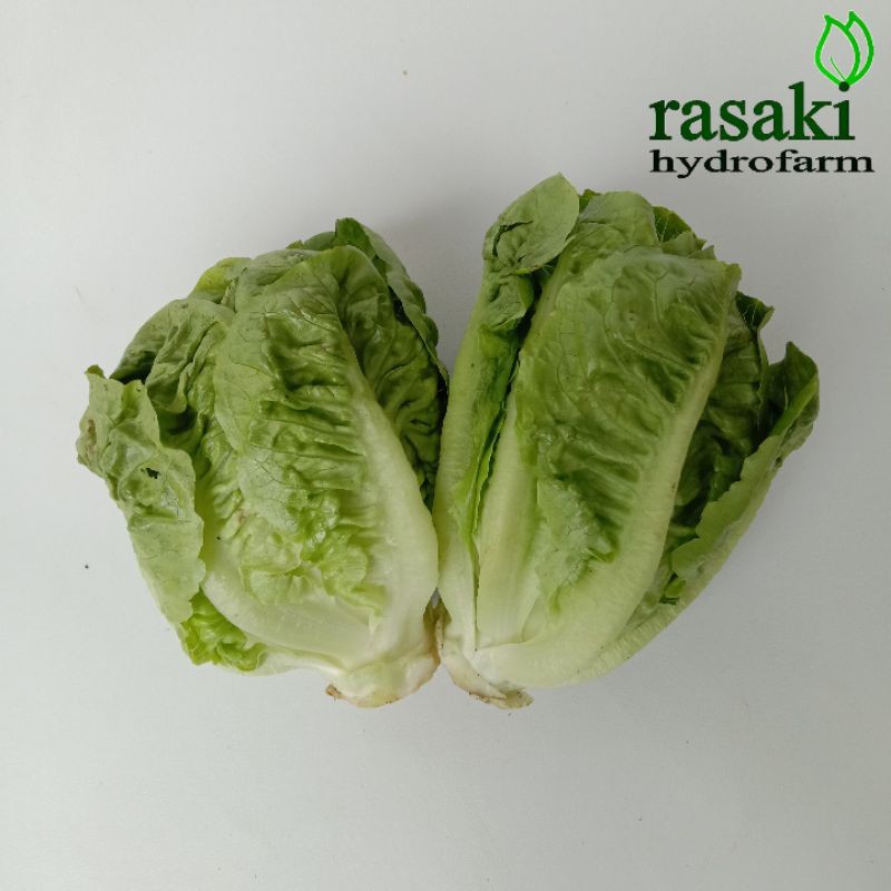 

sayur segar selada coz romain lettuce organik 200gr