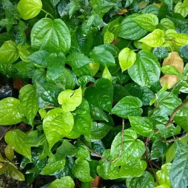 

Daun sirih per 300 grm