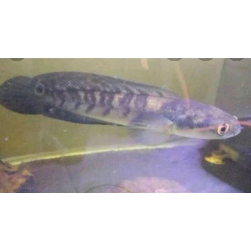 gabus chana ys 18_20cm