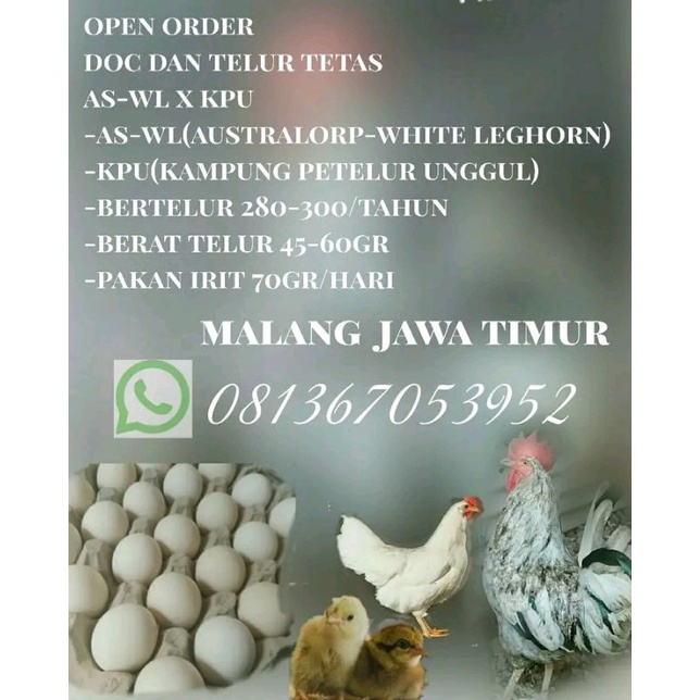

telur tetas ayam kpu
