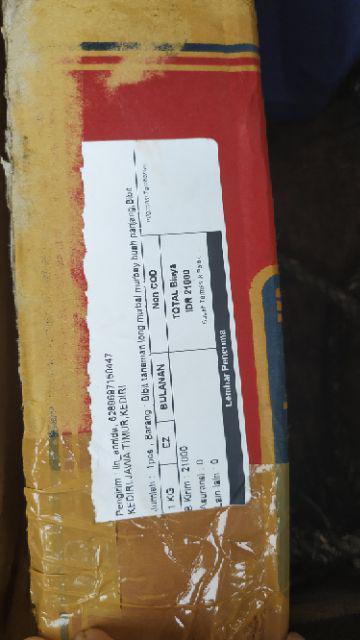 Bibit Tanaman Buah Black Sapotte/ Black Sapote/ Bibit Black Sapote Murah