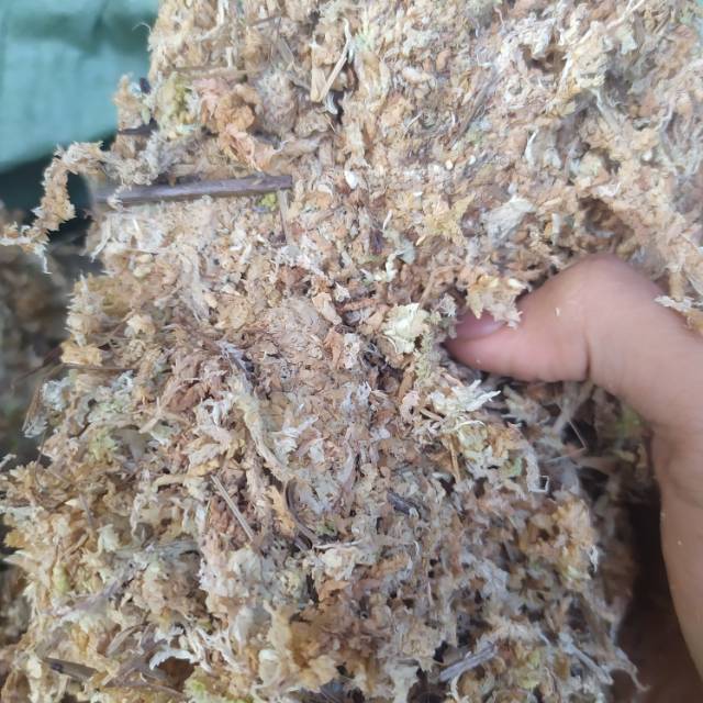 Sphagnum Moss - Spagnum Moss - Spaghnum Moss - Lumut Putih - Media Tanam