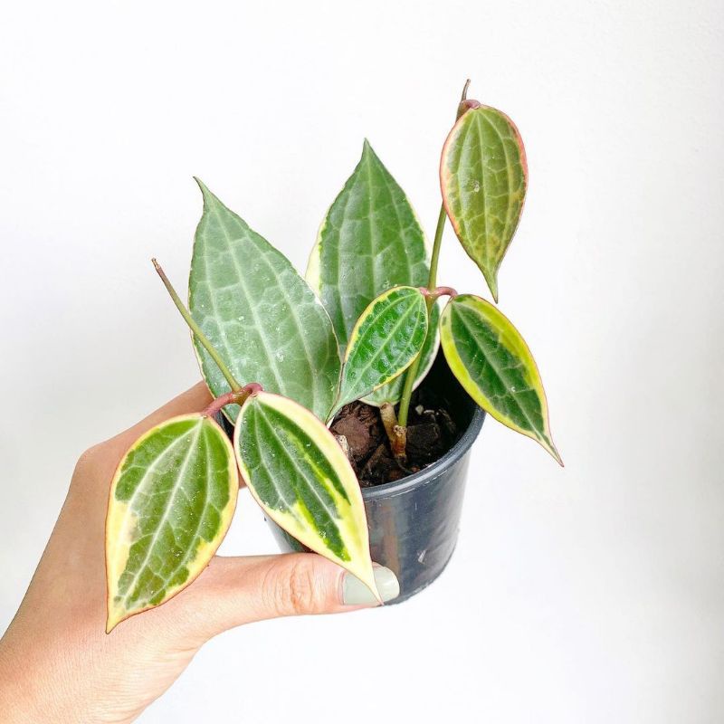 Tanaman hias hoya sirih varigata / hoya macrophylla variegata