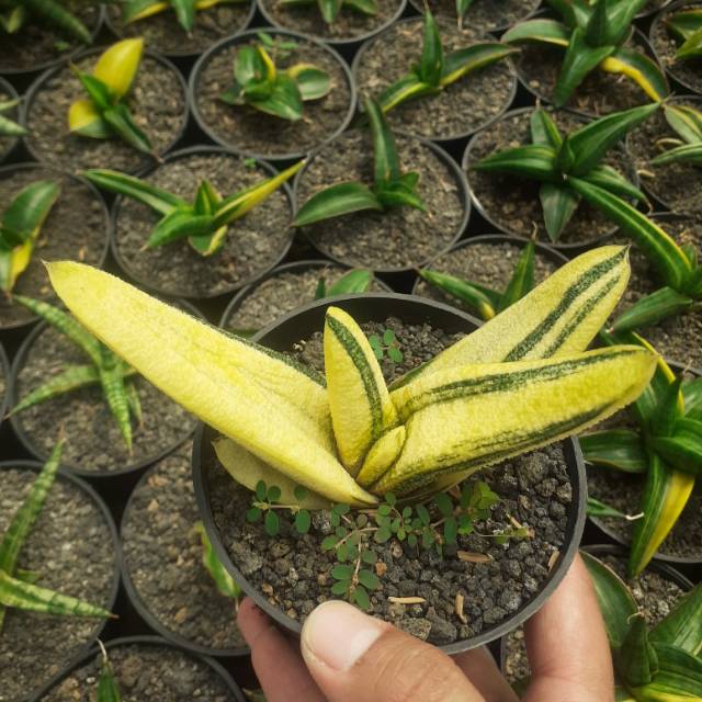 Gasteria batesiana variegata