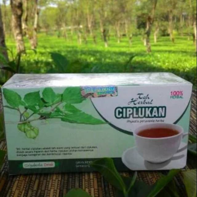 

Herbal teh ciplukan alami aman tanpa efek samping berkualitas khasiat ampuh