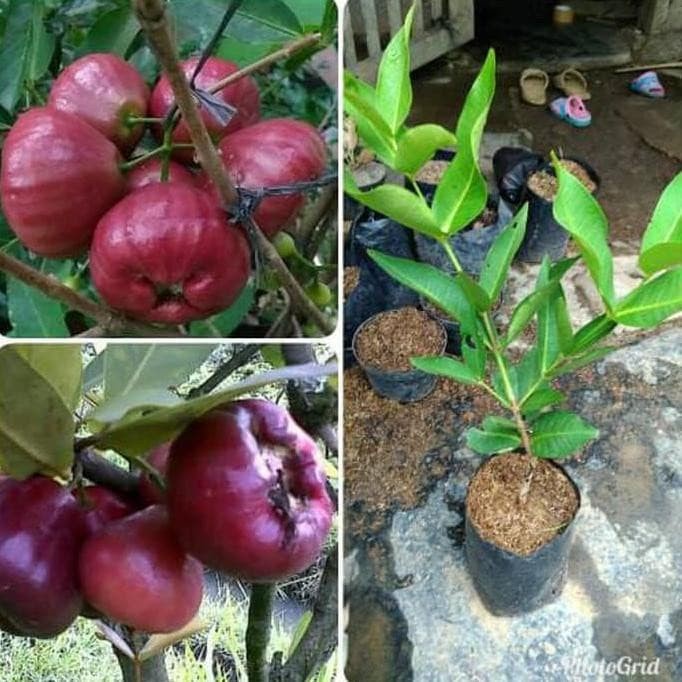 Bibit jambu air black diamond