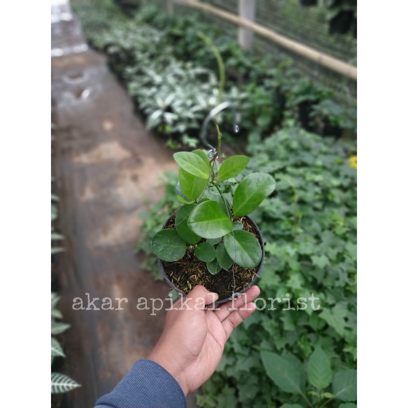 tanaman hoya gantung