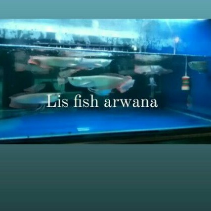ikan arwana silver red ekor merah