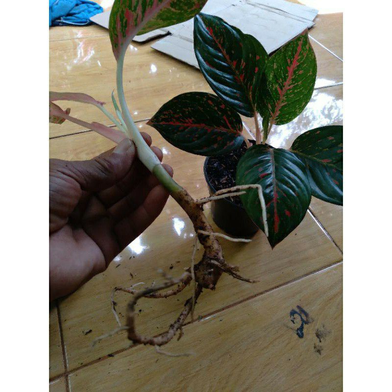 anakan Wulandari asli