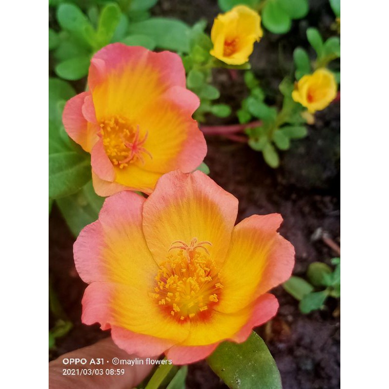 stek bunga krokot stella 6-7 stek