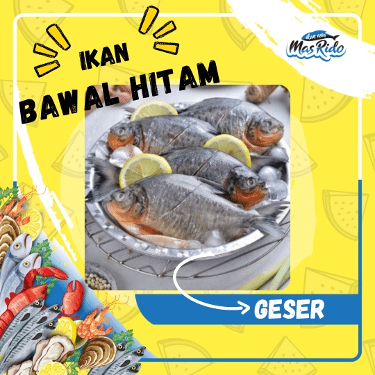 

Ikan Bawal Air Tawar Hitam Ikan Bawal Segar Fresh Super Frozen Murah