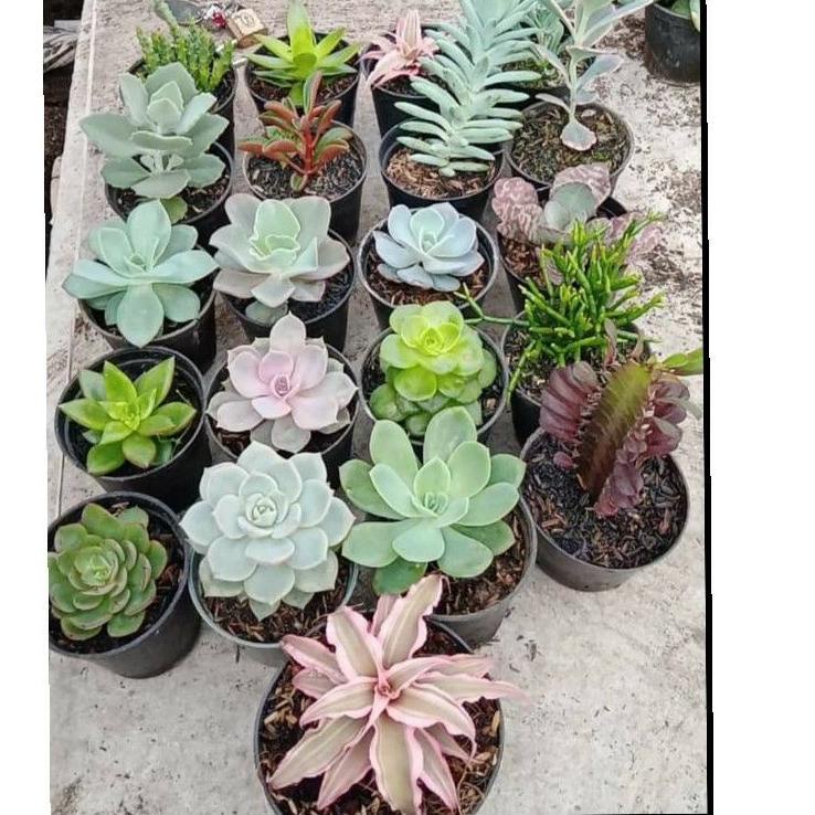 (Buruan beli) SPESIAL JUMBO 10 BUNGA/TANAMAN HIAS MURAH HIDUP KAKTUS SUKULEN BESAR SEKULEN BIG SIZE