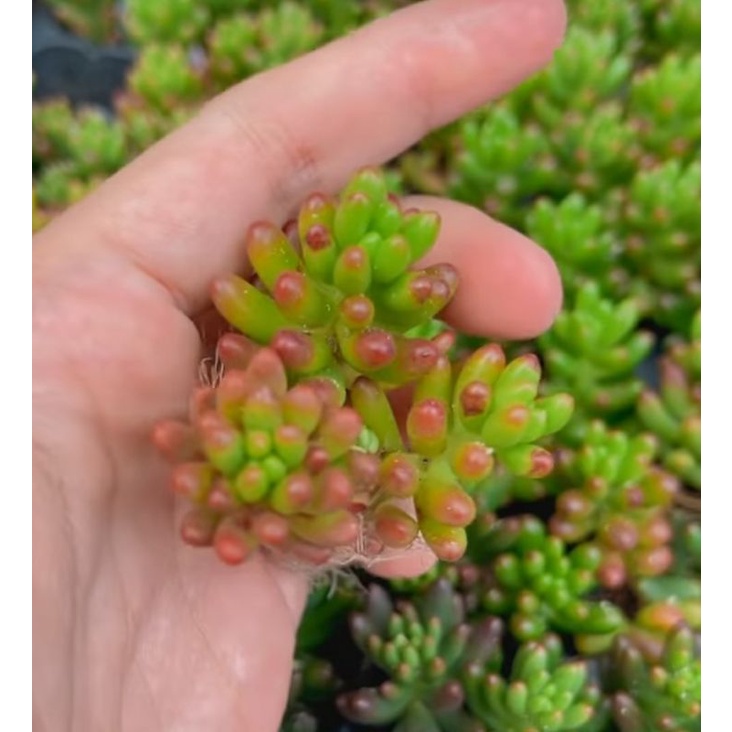 Sukulen Jelly Bean Sedum Morganianum