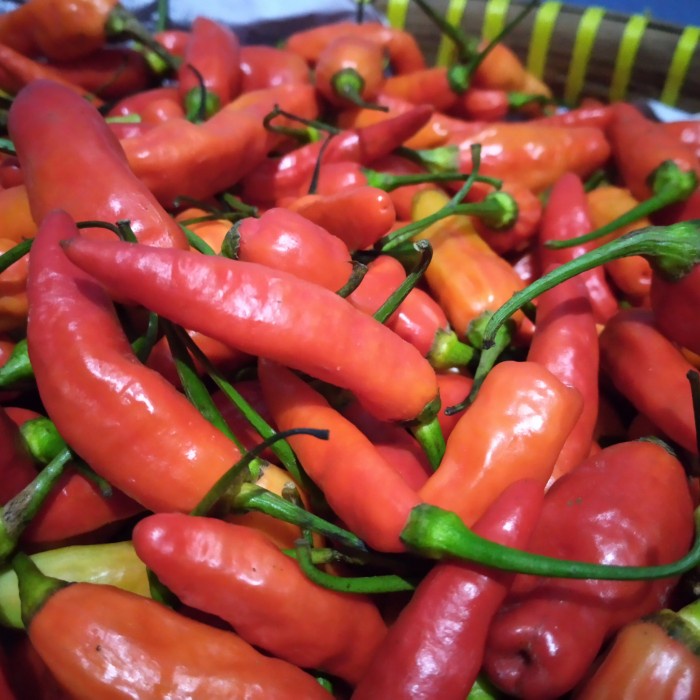 

Jual Cabe Rawit 1Kg