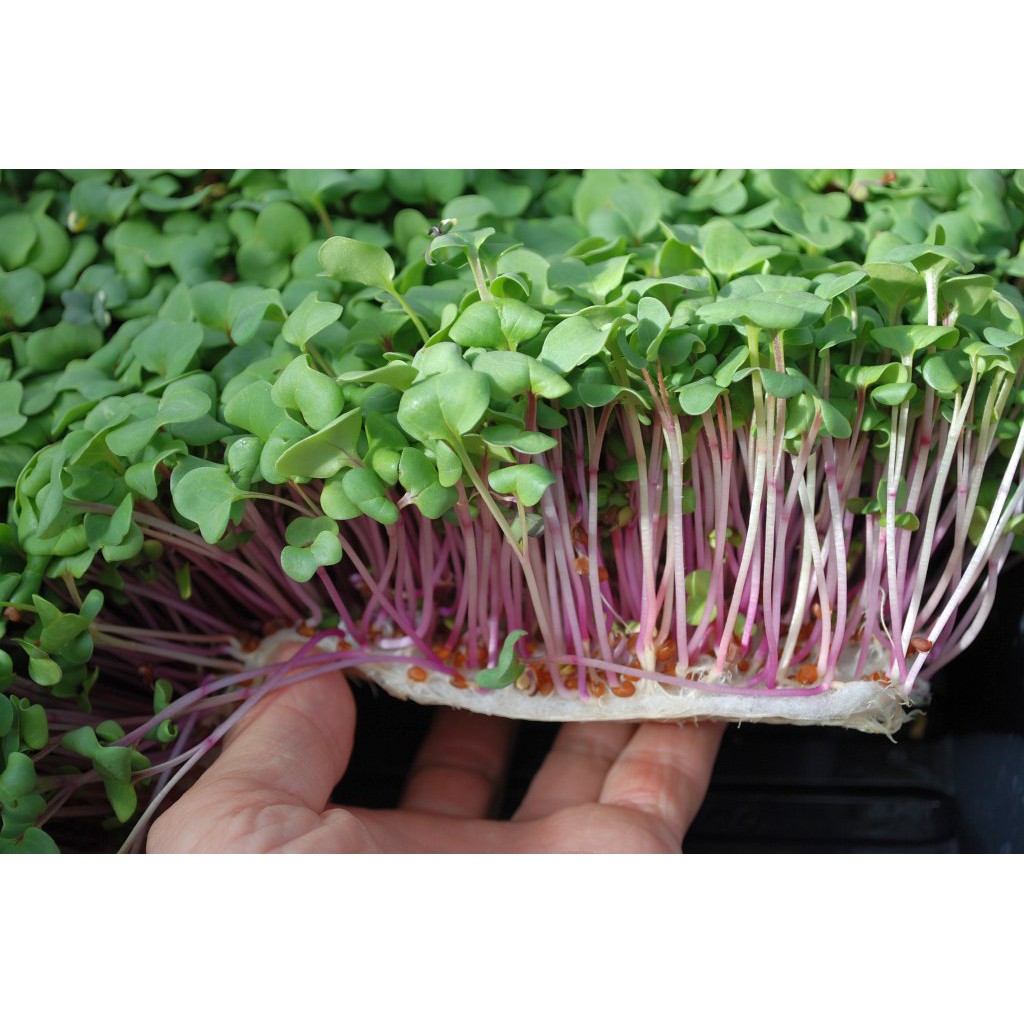 50 benih red alfafa bibit sayuran sawi sawian sunflower red microgreens salad MGI hidroponik