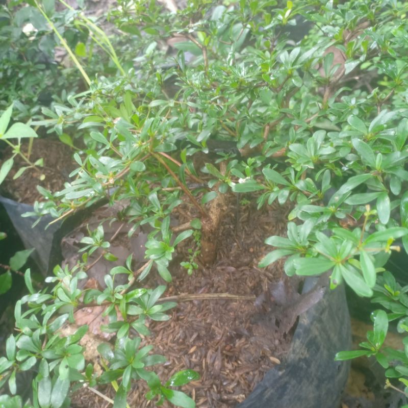 BIBIT BONSAI GEOMETRI SEMAI BIJI