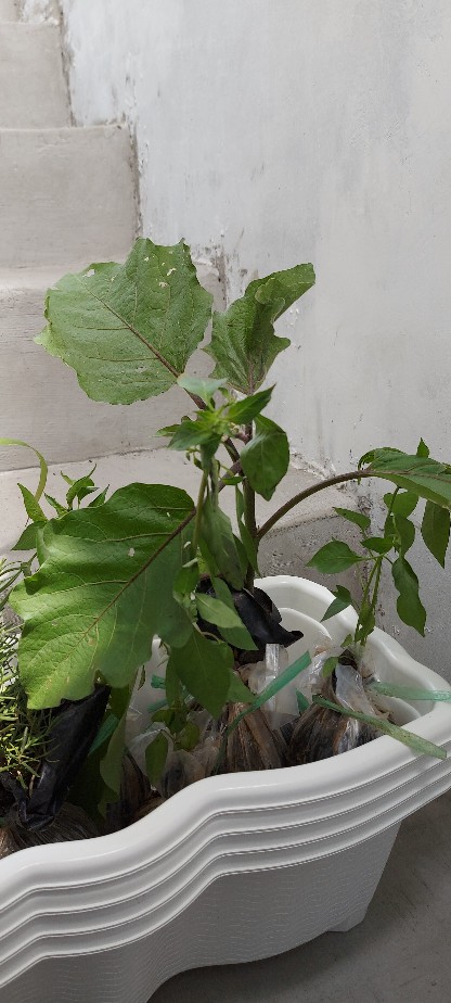 Bibit Cabe Rawit Putih Pohon Buah Cabai Unik