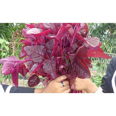 PAKET BERKEBUN DI RUMAH / PAKET KEBUN 1 / PAKET BENIH SAYURAN TERMURAH !!! PROMO !!!