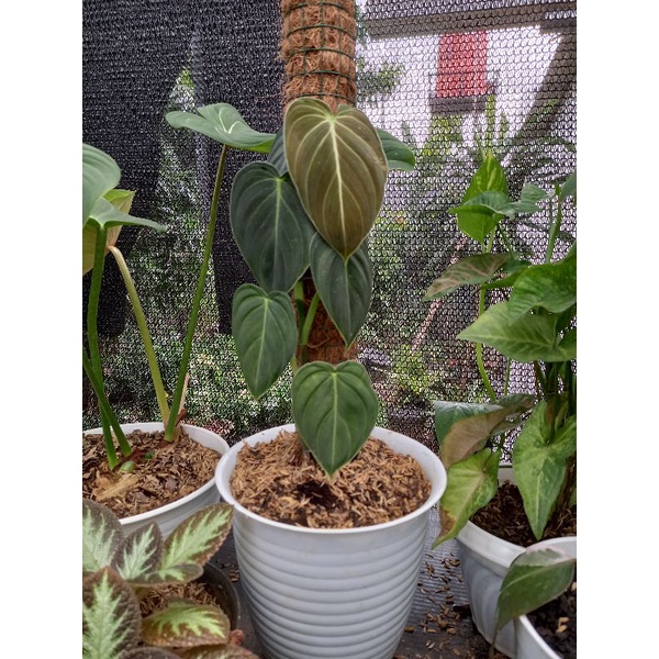 philodendron melanochrysum