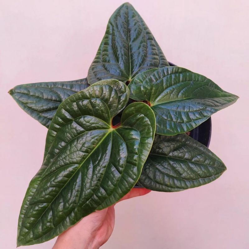 Tanaman hias Anthurium Sirih - Anturium Sirih - Anthurium Radicans