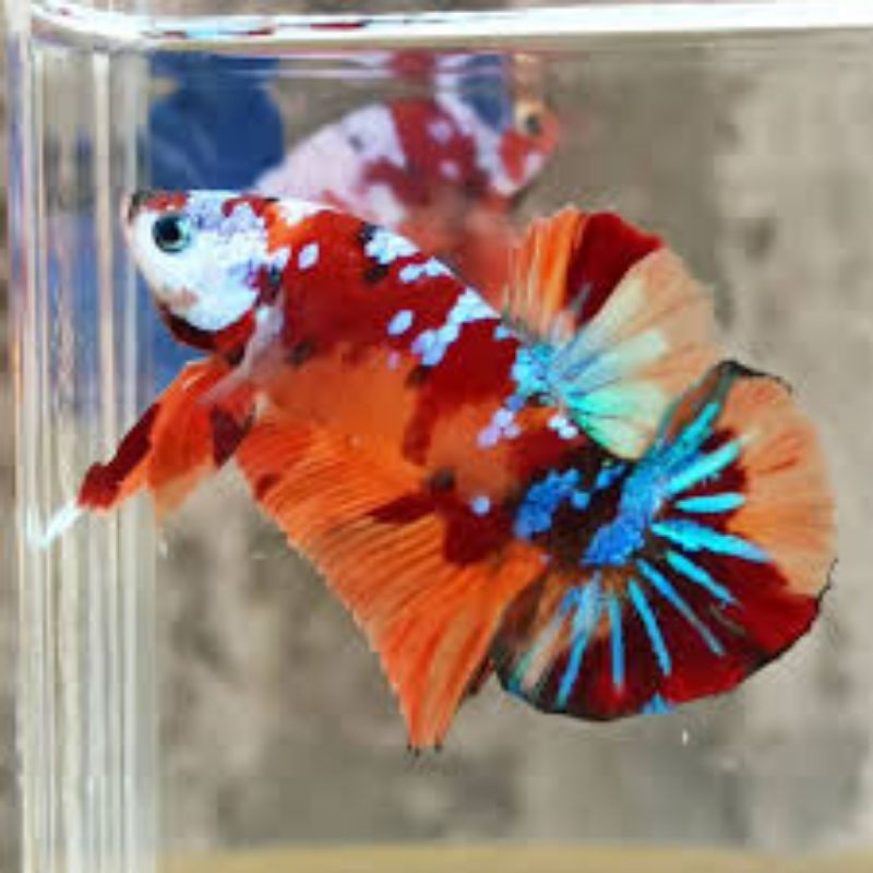 IKAN CUPANG NEMO PLAKAT