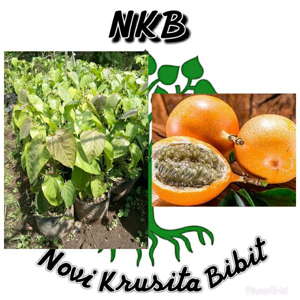 bibit buah markisa manis
