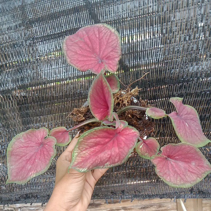 tanaman hias keladi/caladium red jaguar daun ganda