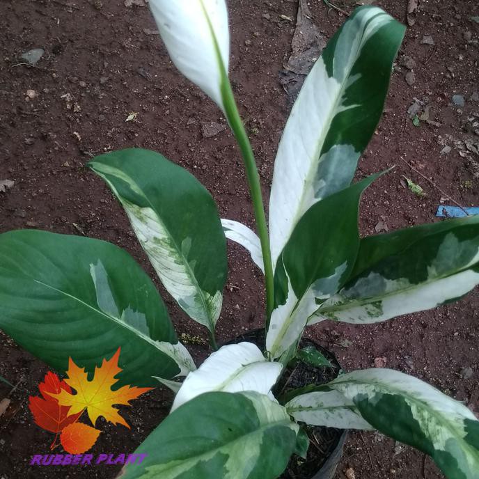  Nama  Lain  Bunga  Peace Lily Galeri Tanaman Hias