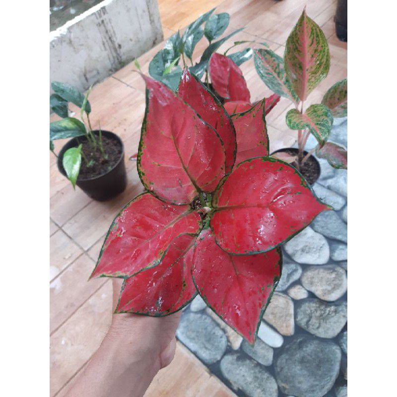 Tanaman hias RED ANJAMANI - DUD ANJAMANI aglonema red anjamani