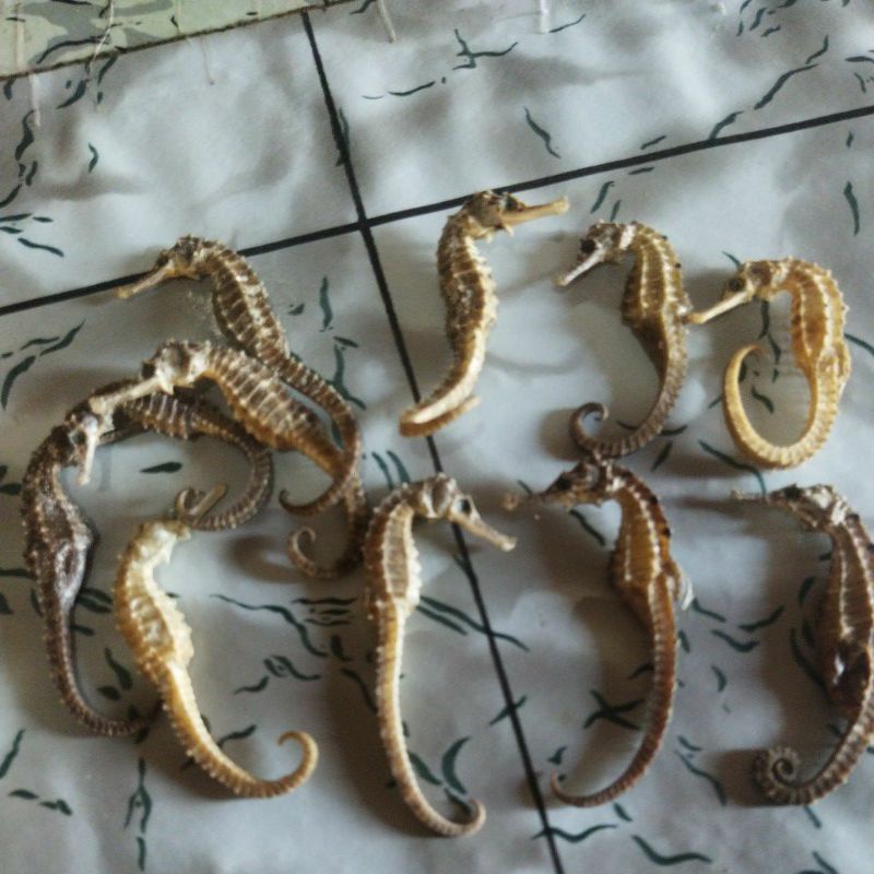 

Rumput laut kering asli kuda 50 gram